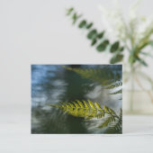 シダの自然写真 ポストカード (スタンド正面)