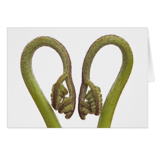 シダの芽2 (正面横)