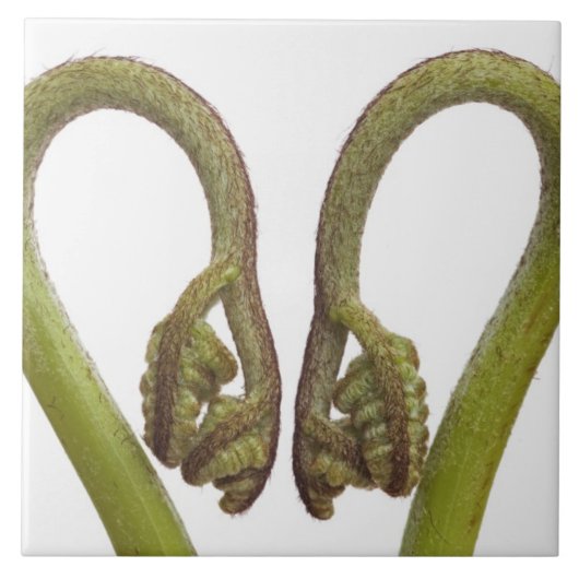 シダの芽2 タイル (正面)