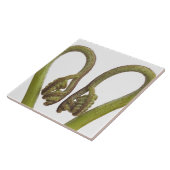 シダの芽2 タイル (側面)