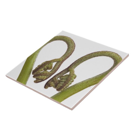 シダの芽2 タイル (側面)