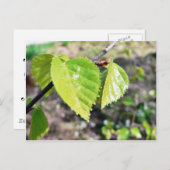 シダの葉 緑の葉 ポストカード (正面/裏面)
