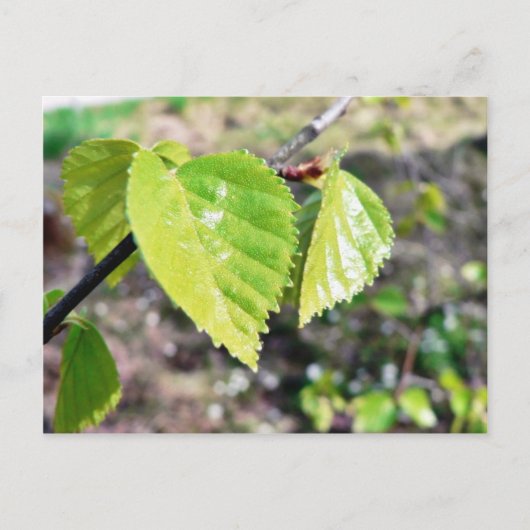 シダの葉 緑の葉 ポストカード (正面)