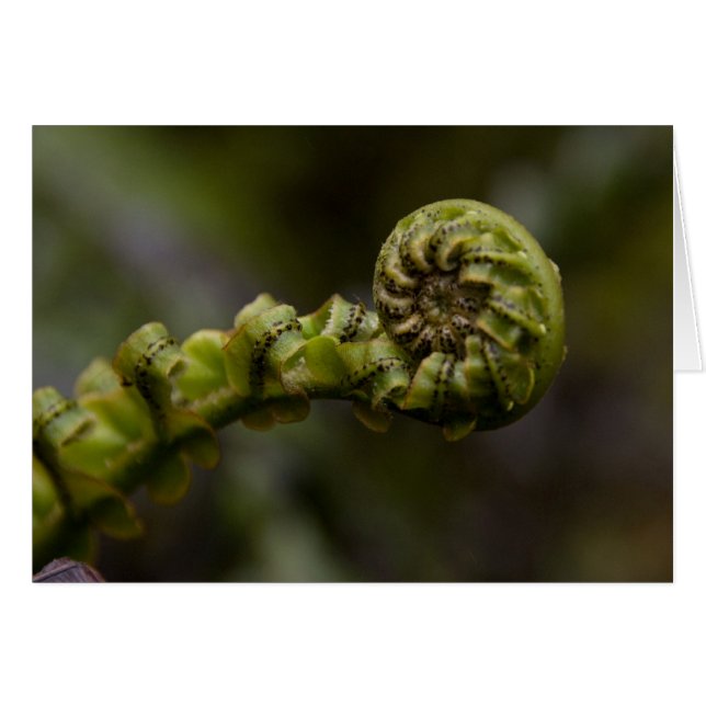 シダはカード渦巻きます (正面横)