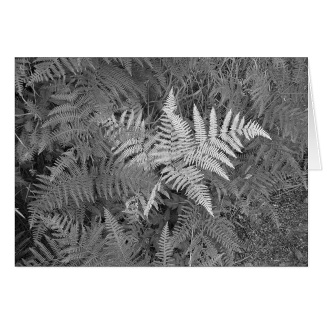 シダカード (正面横)