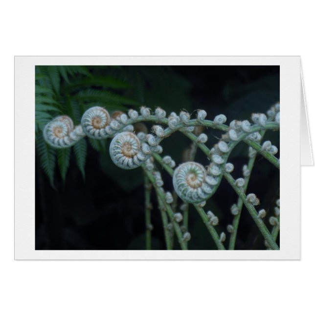 シダカード (正面横)