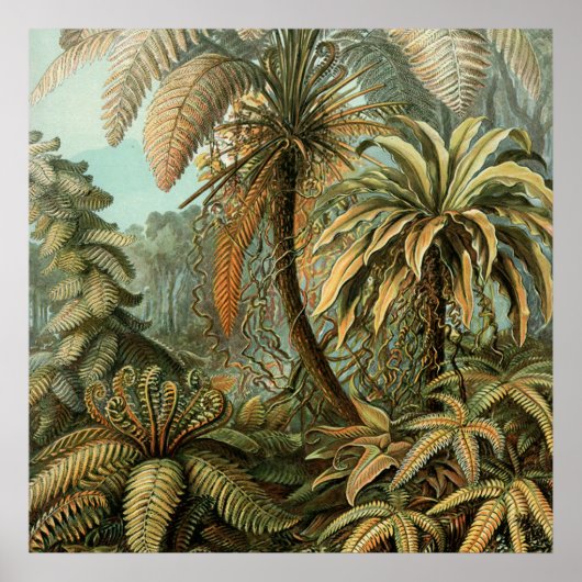 シダヤシの木 アンティーク植物画 シダ アート ポスター (正面)