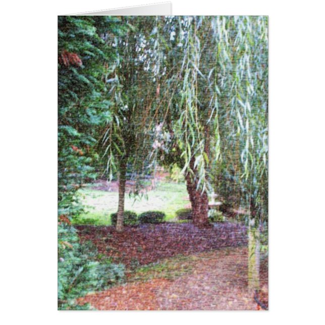 シダレヤナギ (正面)