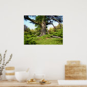 シダーオブレバノンツリーポスター ポスター (キッチン)