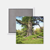 シダーオブレバノンツリーマグネット マグネット (正面/裏面)