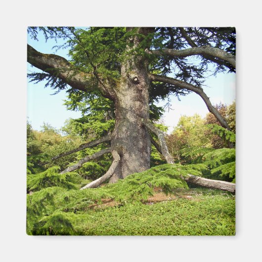 シダーオブレバノンツリーマグネット マグネット (正面)