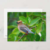 シダーワウイング葉書 ポストカード (正面/裏面)