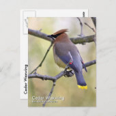 シダーワウイング葉書 ポストカード (正面/裏面)