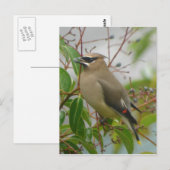 シダーワウイング葉書 ポストカード (正面/裏面)