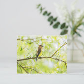 シダーワクイング ポストカード (スタンド正面)