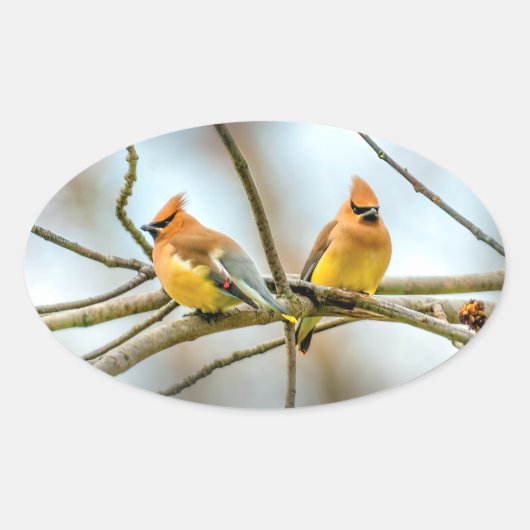 シダーワクウィング – オリジナル写真 楕円形シール (正面)