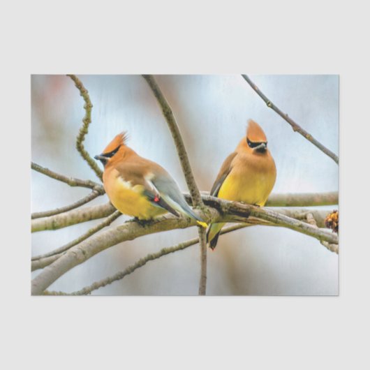 シダーワクウィング – オリジナル写真 薄葉紙 (正面)