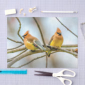 シダーワクウィング – オリジナル写真 薄葉紙 (クラフト)