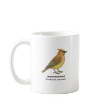 シダーワクウィング – カリフォルニアの鳥