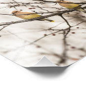 シダーワックスウィングインウィンターフォトプリント フォトプリント            (角)