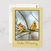 シダーワックスウィングオリジナル写真 ポストカード (正面/裏面)