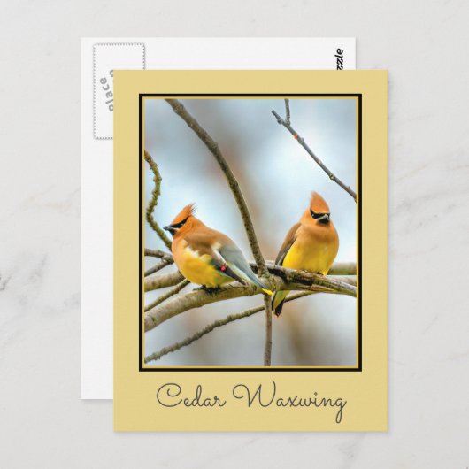 シダーワックスウィングオリジナル写真 ポストカード (正面/裏面)