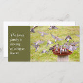 シダーワックスウィングズの狂った群れ 案内状 (正面/裏面)