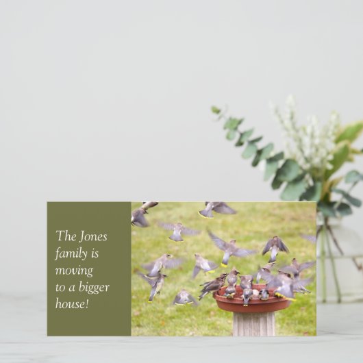 シダーワックスウィングズの狂った群れ 案内状 (スタンド正面)