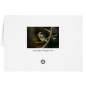 シダーワックスウィングソンバードオリジナルワイルドバードフォト (裏面横)