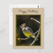 シダーワックスウィングソンバードオリジナルワイルドバードフォト ポストカード (正面/裏面)