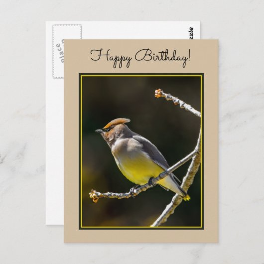 シダーワックスウィングソンバードオリジナルワイルドバードフォト ポストカード (正面/裏面)