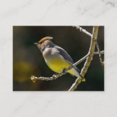 シダーワックスウィングソンバードオリジナルワイルドバードフォト 名刺 (裏面)