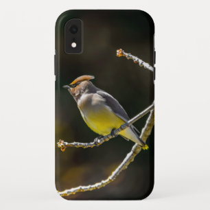 シダーワックスウィングソンバードオリジナルワイルドバードフォト iPhone XRケース