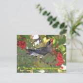 シダーワックスウィングデイリーパンポストカード ポストカード (スタンド正面)