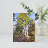 シダー玉座テトコーシュミネソタ葉書 ポストカード (スタンド正面)