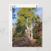 シダー玉座テトコーシュミネソタ葉書 ポストカード (正面/裏面)