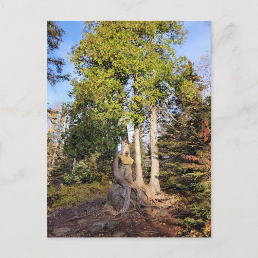 シダー玉座テトコーシュミネソタ葉書 ポストカード (正面)