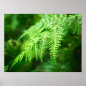 シダ写真 ポスター (正面)