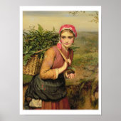 シダ収集家 ポスター (正面)