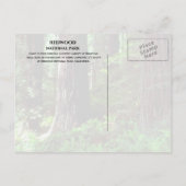 シダ属のセコイアを通過する光 ポストカード (裏面)