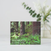 シダ属のセコイアを通過する光 ポストカード (スタンド正面)