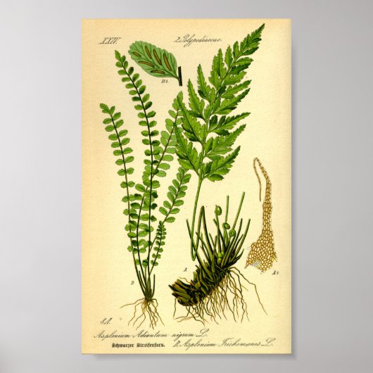 シダ植物 ハコネシダ (Asplenium trichomanes) ポスター (正面)