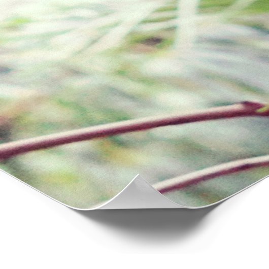 シダ熱帯雨林 ポスター (角)