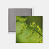 シダ磁石 マグネット (正面/裏面)