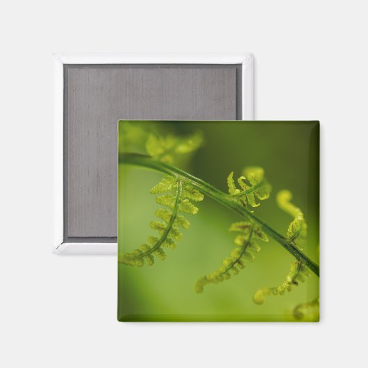 シダ磁石 マグネット (正面/裏面)