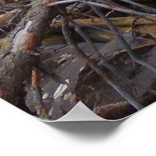 シダ秋アットロッキーマウンテン国立公園 ポスター (角)