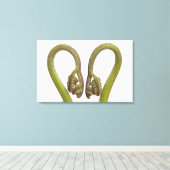 シダ芽2 キャンバスプリント (インサイチュ (ウッドフロア))