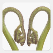 シダ芽2 スクエアシール (正面)