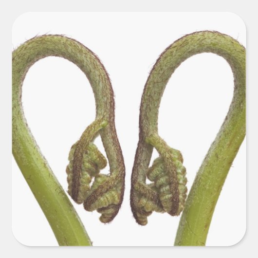 シダ芽2 スクエアシール (正面)