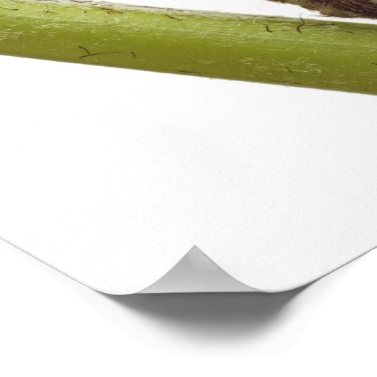 シダ芽2 ポスター (角)